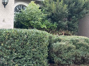 Jay P.'s Bush Trimming service result