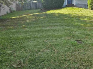 Shannon L.'s grass maintenance service result