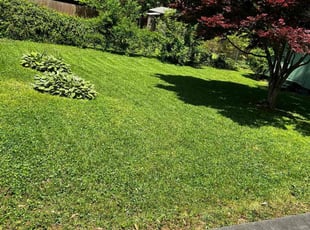 Jan C.'s turf maintenance service result