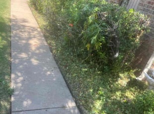 Elizabeth M.'s Bush Trimming service result