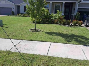 Vanessa C.'s turf care service result
