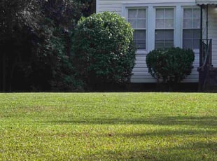 Darrin M.'s Bush Trimming service result