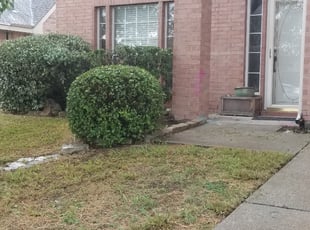 Amy B.'s Bush Trimming service result