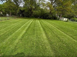 Sergio G.'s grass maintenance service result