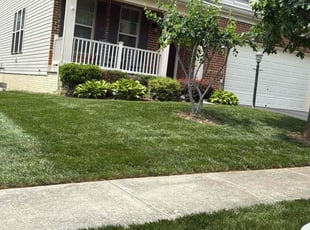 Matthew D.'s grass cutting service result