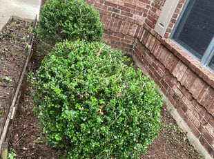 Sara P.'s Bush Trimming service result