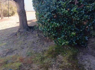 Manoj R.'s Bush Trimming service result