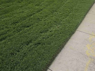 Dasha K.'s grass cutting service result