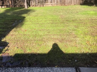 Ken P.'s Bush Trimming service result