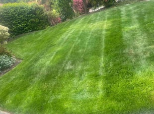William T.'s turf care service result