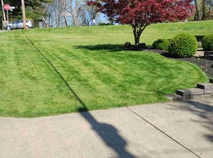Sandeep D.'s lawn care services service result