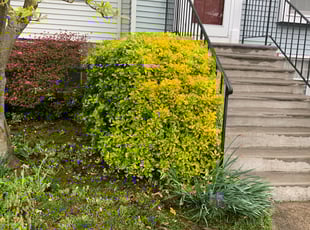 Robert M.'s Bush Trimming service result