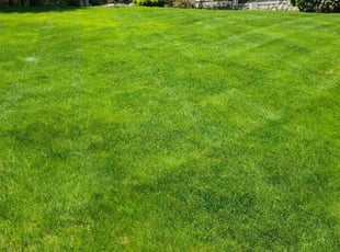 Katie W.'s lawn maintenance service result