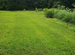 Regina C.'s lawn care service result