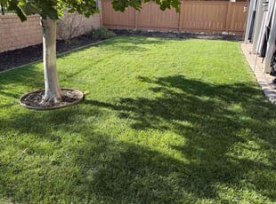 Terry C.'s turf care service result