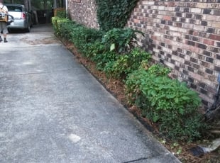 Dixie E.'s Bush Trimming service result