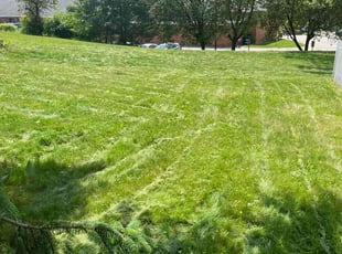 Char s.'s turf care service result