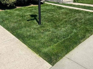 Dexter B.'s yard care service result