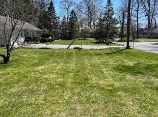 Nik M.'s grass maintenance service result