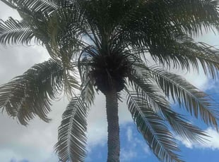 Connie M.'s Tree Trimming service result