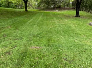 Jordyn B.'s grass maintenance service result