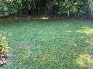 George W.'s grass maintenance service result