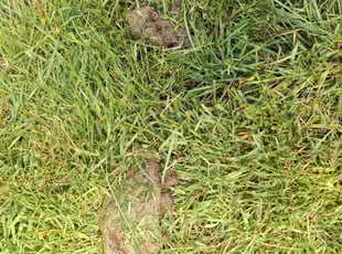 Francisco C.'s turf care service result