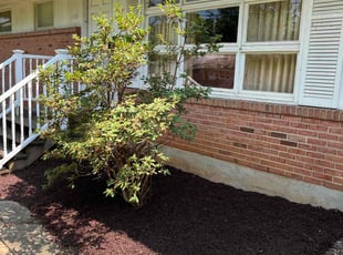Hamilton C.'s Mulching service result