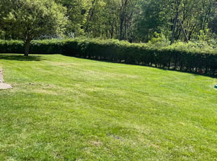 Darryl P.'s turf maintenance service result