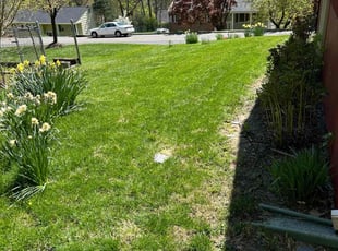 Theodore M.'s grass maintenance service result
