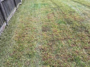Alita C.'s turf care service result