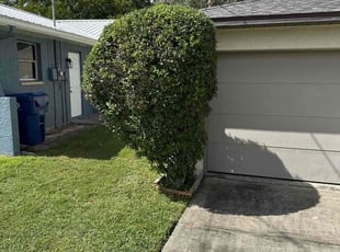 Alexa D.'s Bush Trimming service result