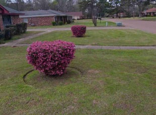 Kerri M.'s grass maintenance service result
