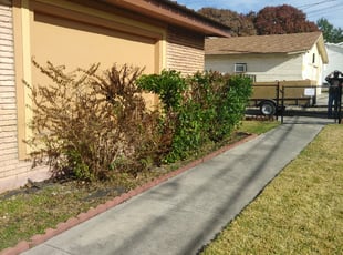 Charles C.'s Bush Trimming service result