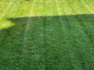 DeJuana S.'s lawn care services service result