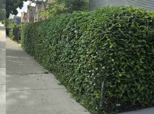 Joe Y.'s Bush Trimming service result