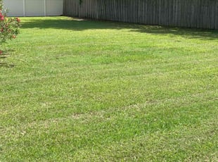 Taher H.'s grass maintenance service result