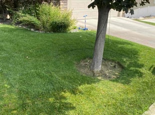 Michael K.'s landscaping services service result