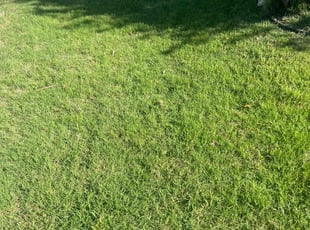 Sarah F.'s lawn care services service result