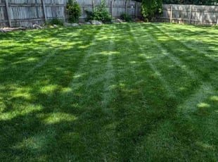 Todd C.'s turf maintenance service result