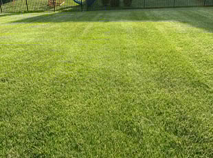 Shannon D.'s lawn care service result