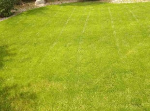 Sacha G.'s lawn service service result
