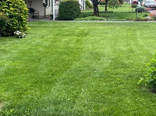 Stephanie S.'s lawn maintenance service result