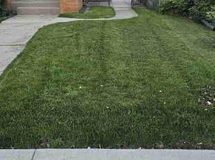 Jeff C.'s lawn care services service result
