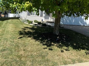 Nayoun L.'s turf maintenance service result