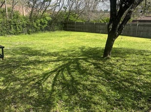 Mia D.'s turf maintenance service result