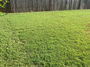 Chablise D.'s turf care service result