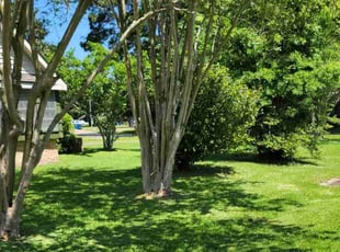 Deborah W.'s lawn maintenance service result