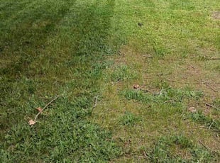 Scott J.'s Long Grass Cleanup service result