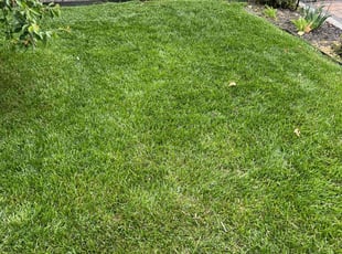 Tiffany P.'s lawn care services service result